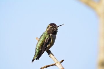 Anna's Hummingbird on a branch