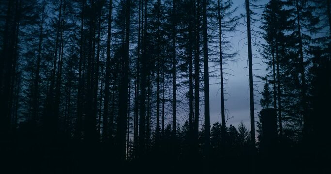 cinematic view of forest at night