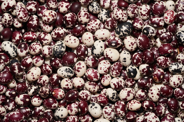 Nuna Peruvian Popping Beans