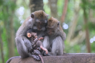 monkey family cleaning grooming wild park