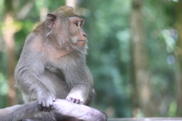 monkey in the wild macaque asia jungle park