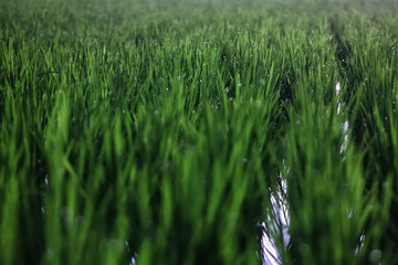rice terraces landscape asia view, bio ecology