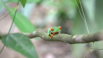 a red-eyed tree frog on a branch in a garden at costa rica
