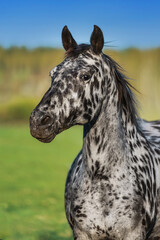Fototapeta na wymiar Portrait of Knabstrupper breed horse