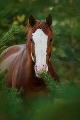 Portrait of red horse standing in the bushes