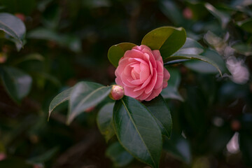 Close up shot of a pink Japanese Camellia flower with green leaves, Japan March 2023