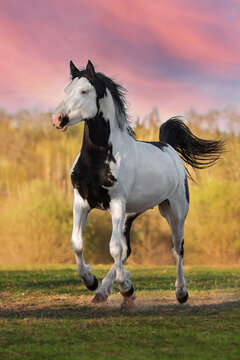 Beautiful overo paint horse stallion running in the field in summer