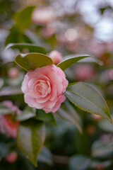 Close up shot of a pink Japanese Camellia flower with green leaves, Japan March 2023