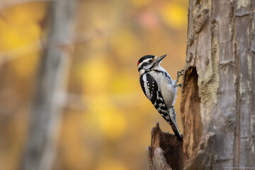 Downy Woodpecker on a Tree
