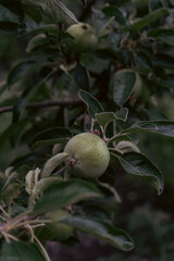 Fototapeta premium A tree full of paradise apples in the garden. A man's hand harvests paradise apples. Farmers hands with freshly picked apples.