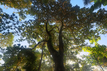 tropical greenery leaves abstract background jungle nature rainforest