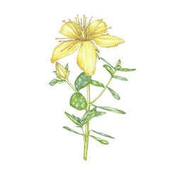 St. John's wort flower