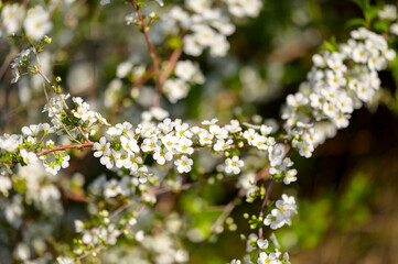 Blooming Snow Willow in the Spring Garden