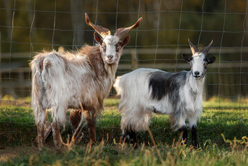 Two Girgentana breed goats. Farm animals.
