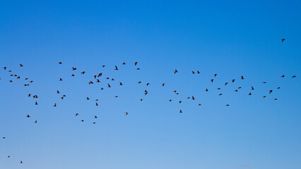 A large flock of shorebirds flies in the blue sky over the famous Nudgee beach near Brisbane, Queensland, Australia