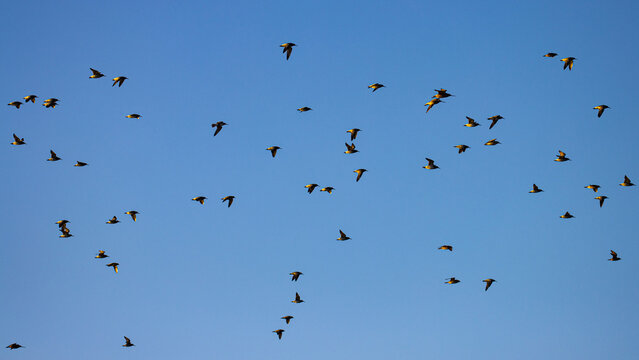 A large flock of shorebirds flies in the blue sky over the famous Nudgee beach near Brisbane, Queensland, Australia