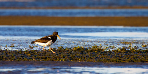 Beautiful common pied oystercatcher (Haematopus longirostris) walks during low tide and search for...