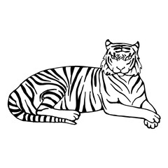 Fototapeta na wymiar Sketch of a striped tiger lying on the ground. Line drawing, line art. Vector illustration