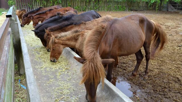 Several horses are standing and eating minced grass at the canteen. The horse's head crouched down to eat at the countryside stables.