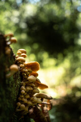 mushroom in the forest