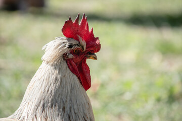 Animales 