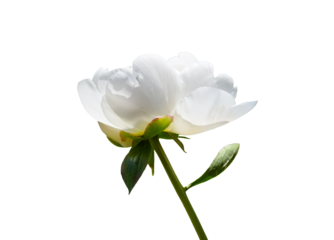 White peony flower head isolated cutout on transparent