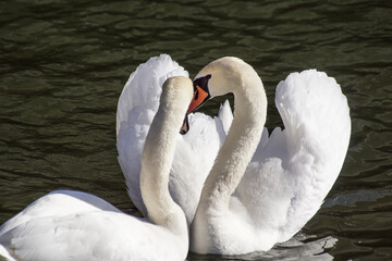 Obraz premium two swans in the lake
