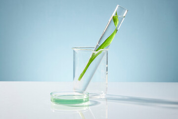 Fresh seaweed leaves on test tube, beaker and petri dish on blue background. Minimal concept for cosmetic product extracts of herbs and spirulina or seaweed.