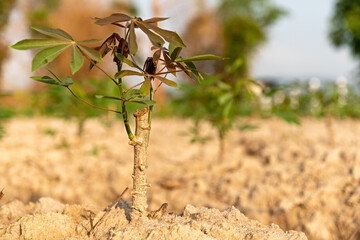 Cassava field on sunrise. Food it is commonly used animal feed. sampou during summer. Product name is Yuca, Mandioa, Manioc, Tapioca.