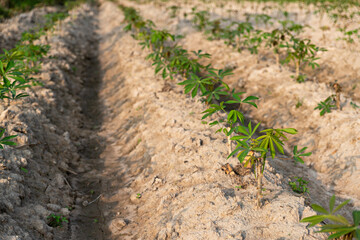 Cassava field on sunrise. Food it is commonly used animal feed. sampou during summer. Product name is Yuca, Mandioa, Manioc, Tapioca.