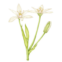 Fototapeta na wymiar blooming star of bethlehem with bubs illustration isolated on white background