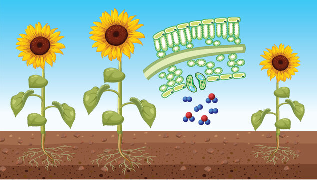 Sunflower showing leaf cell