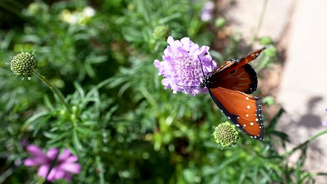 a queen butterfly scours the top of a purple four with its proboscis searching for nectar