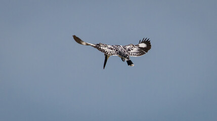 Pied Kingfisher hovering over a water stream, waiting for the right moment to dive.