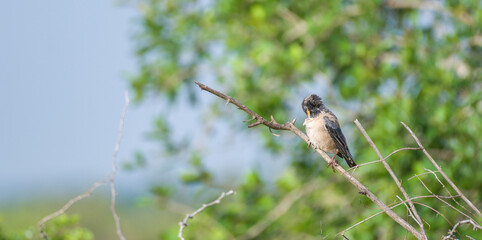 Rosy starling perch on a twig and preening feathers while bathing in the morning light.