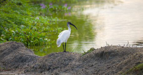 Black Headed Ibis standing still on the sandbank near the lagoon in the Bundala national park.