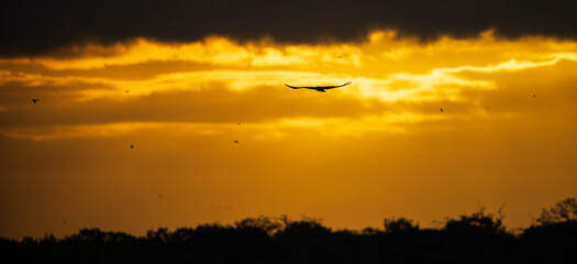 Silhouetted eagle flying off to the distance against the dramatic golden skies early in the morning.