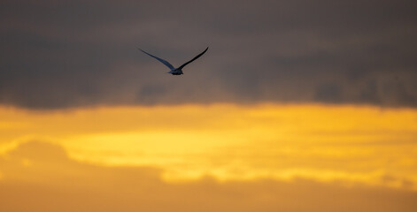 Turn bird flying into the distance silhouette photo against bright golden morning skies.