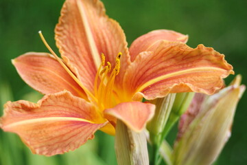 Fototapeta na wymiar Orange lily flower in the garden. Shallow depth of field.