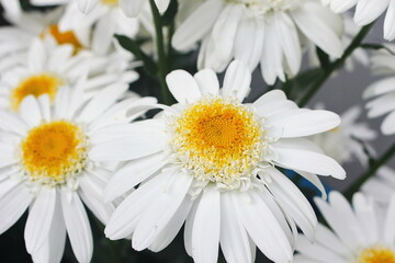 White daisies in a bouquet, close-up.