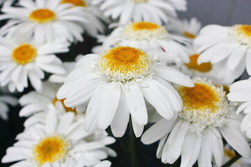 White daisies in a bouquet, close-up.