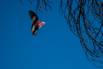 Pink galah landing in tree