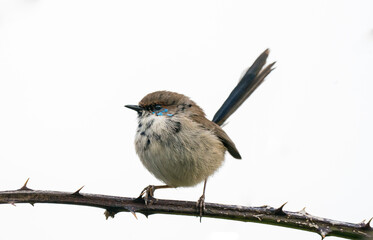 Female fairy wren 