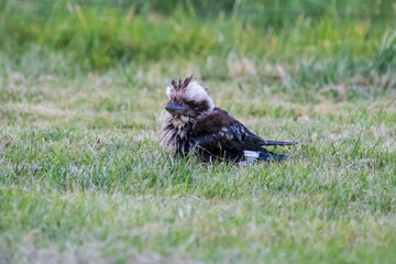 Baby kookaburra 