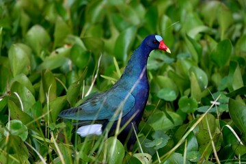 Purple Gallinule in Florida Wetland March