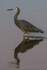 Grey Heron and its reflection