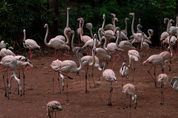 American aka Caribbean flamingos Phoenicopterus ruber at the lagoon of Celestun, Yucatan, Mexico