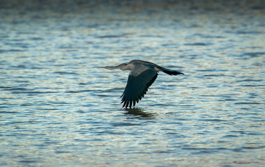 Australian dart skimming the water 