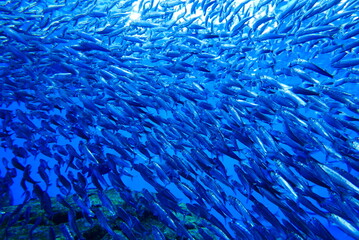 Scuba Diving with Finless porpoise dolphin at Sendai aquarium, Miyagi JAPAN