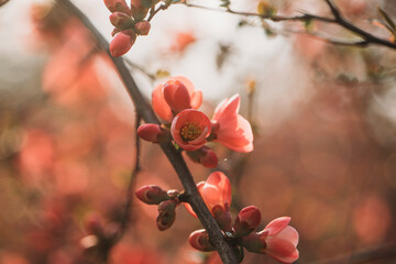 autumn leaves in the wind